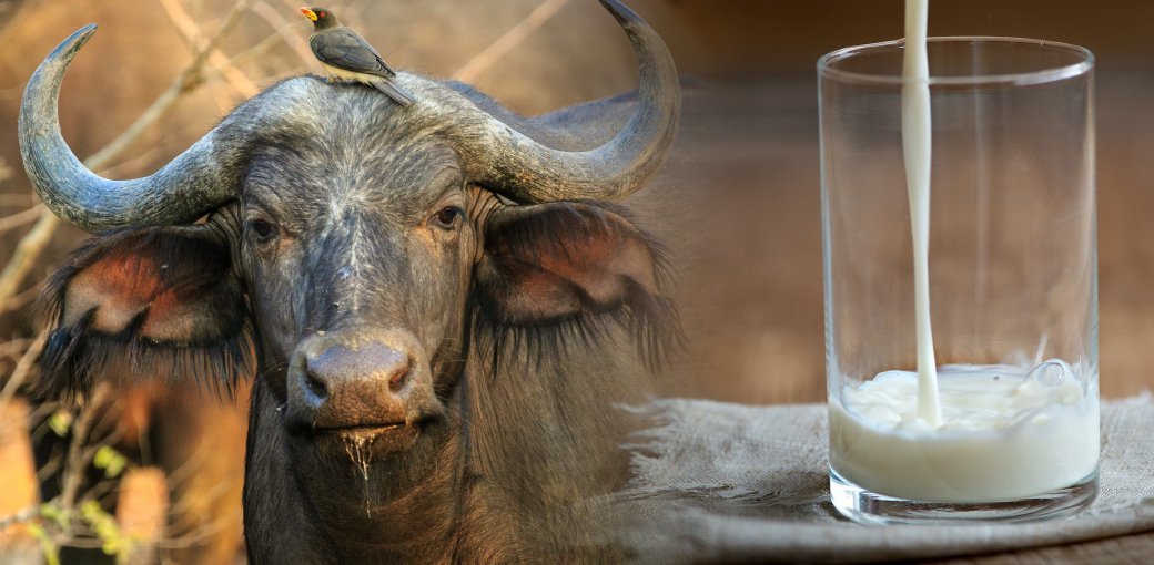 Water Buffalo Milk